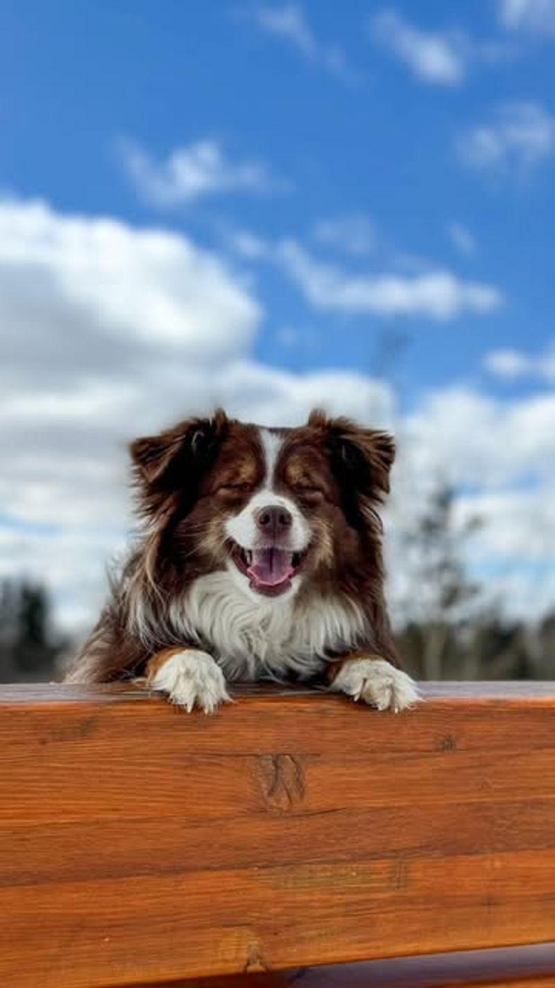 Australian Shepherd