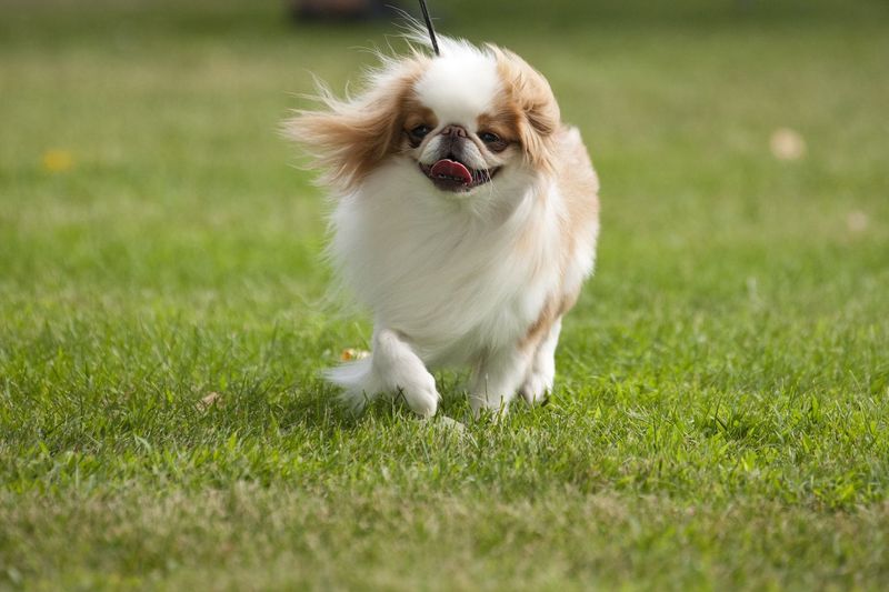 Japanese Chin