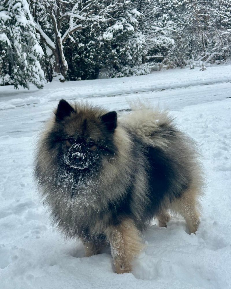 Keeshond