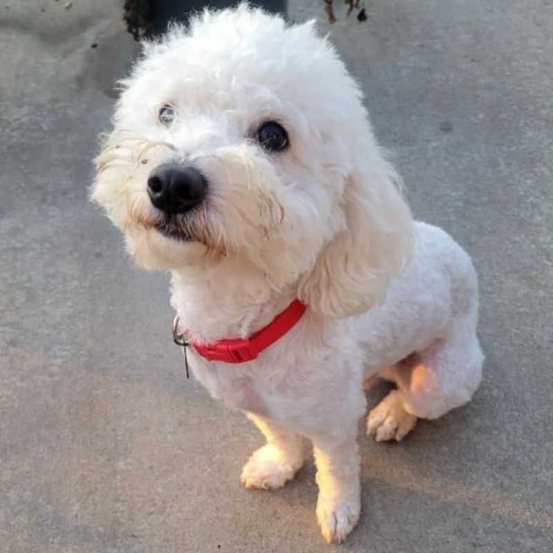 Bichon Frise