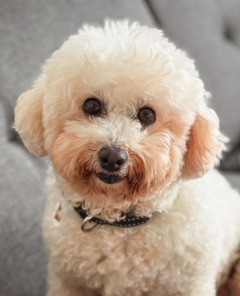 Bichon Frise