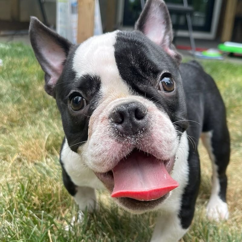 Boston Terrier