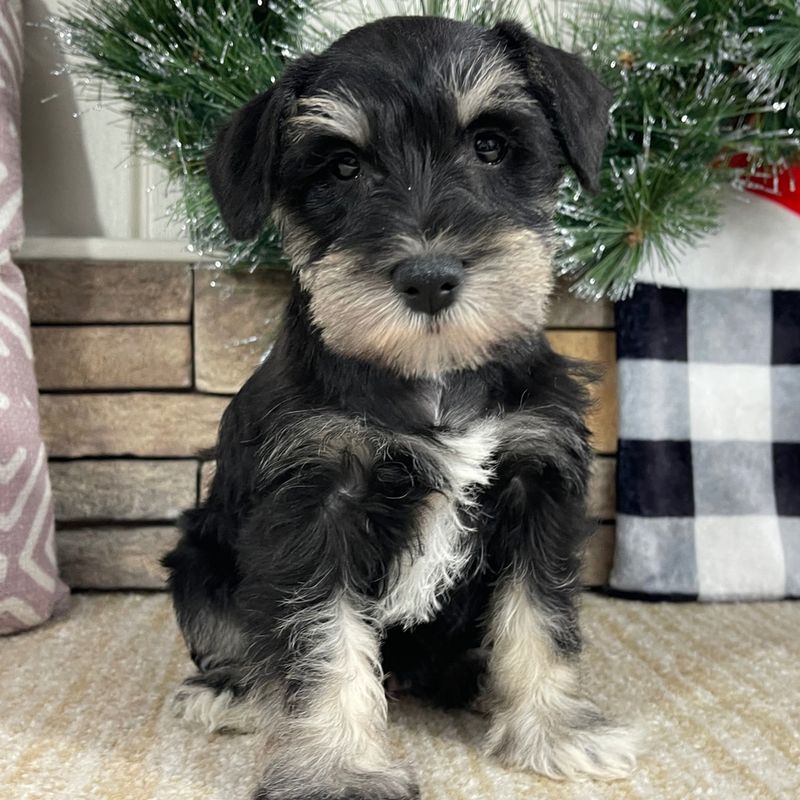 Miniature Schnauzer