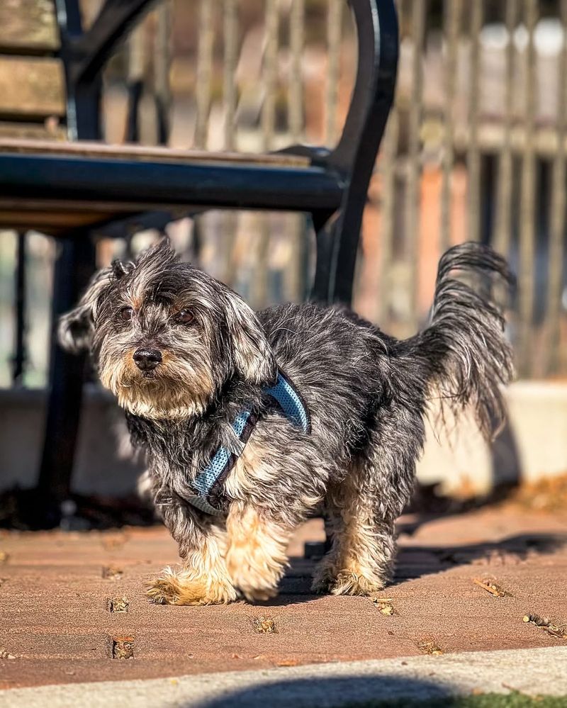 Havanese