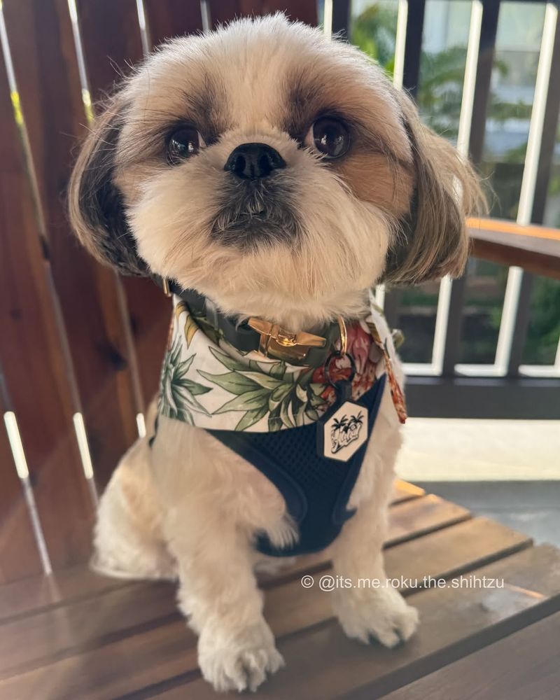 Shih Tzu