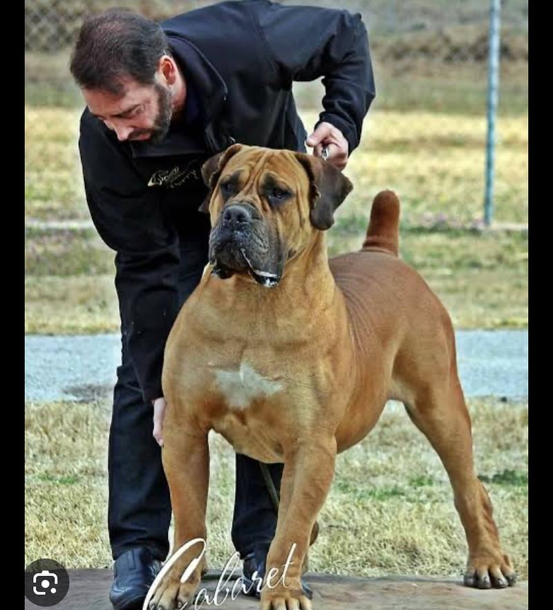 Boerboel