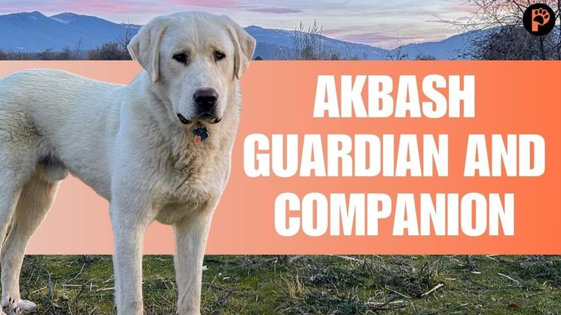 Akbash