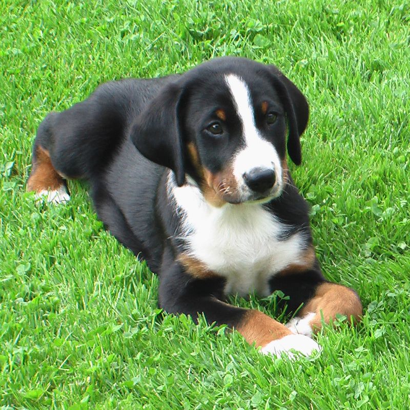 Appenzeller Sennenhund