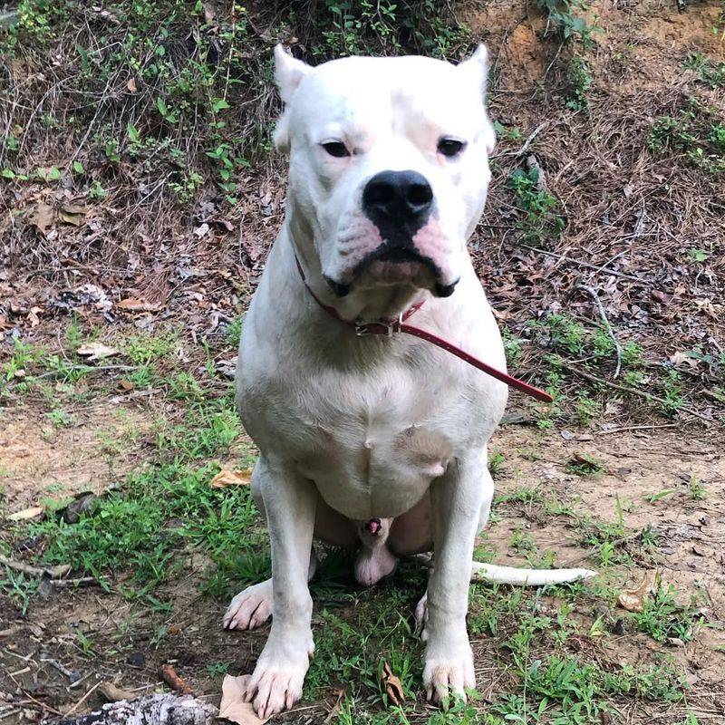 Dogo Argentino