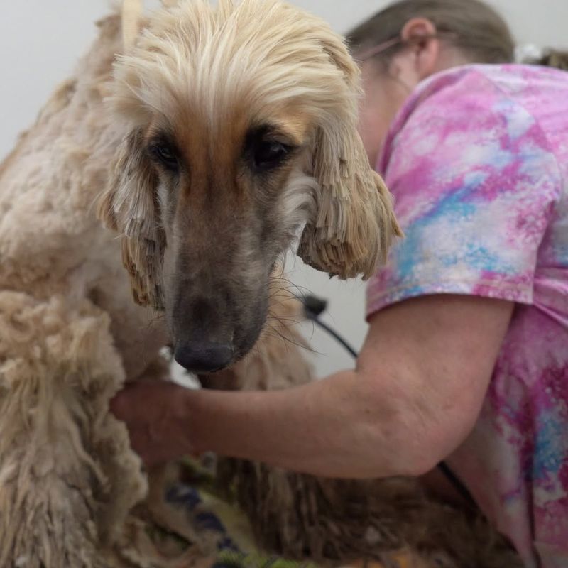 Afghan Hound