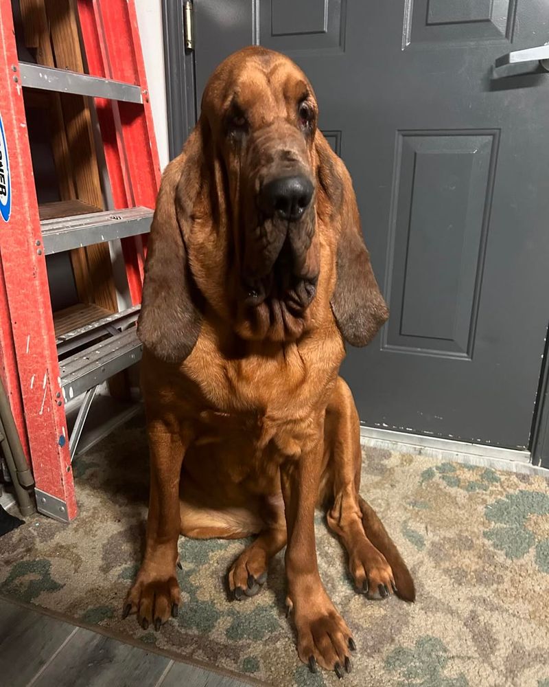 Bloodhound