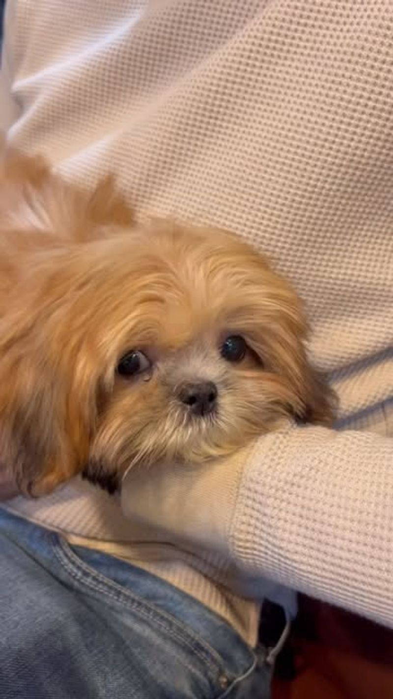Lhasa Apso