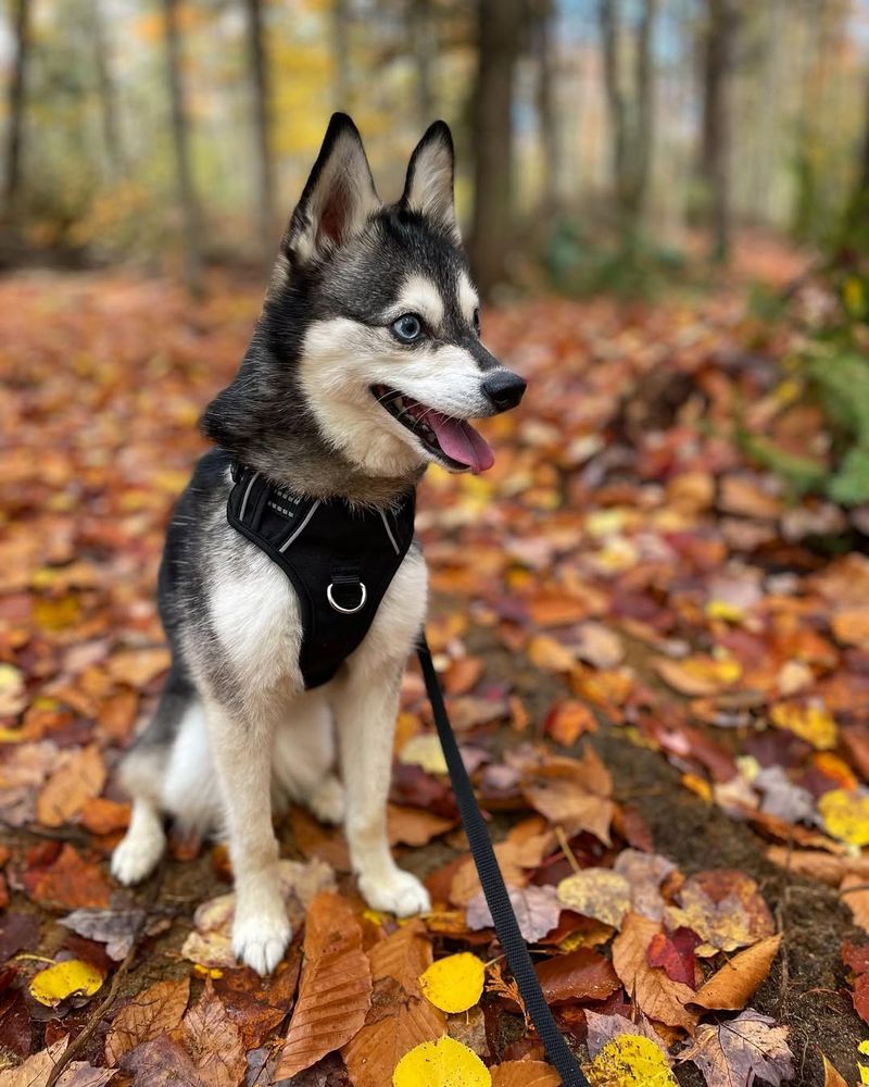 Alaskan Klee Kai