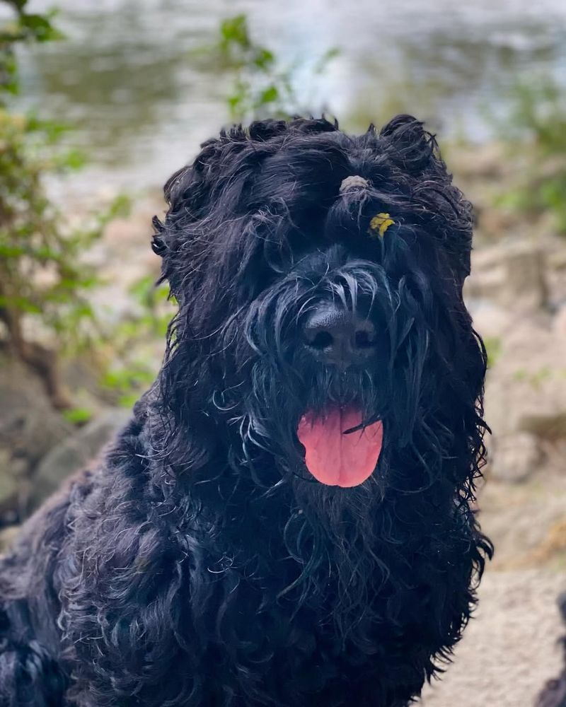 Black Russian Terrier