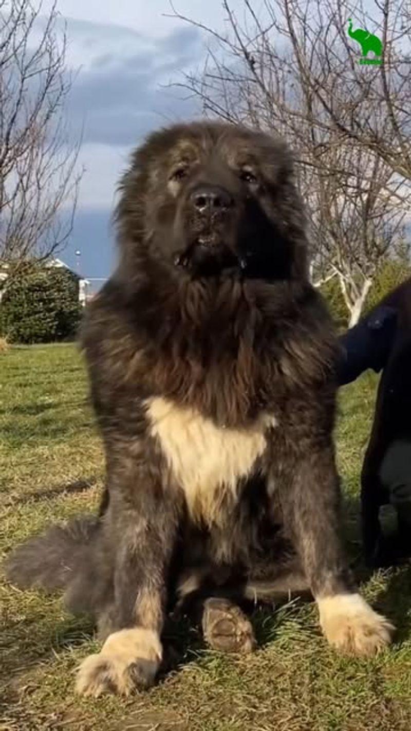 Caucasian Shepherd Dog