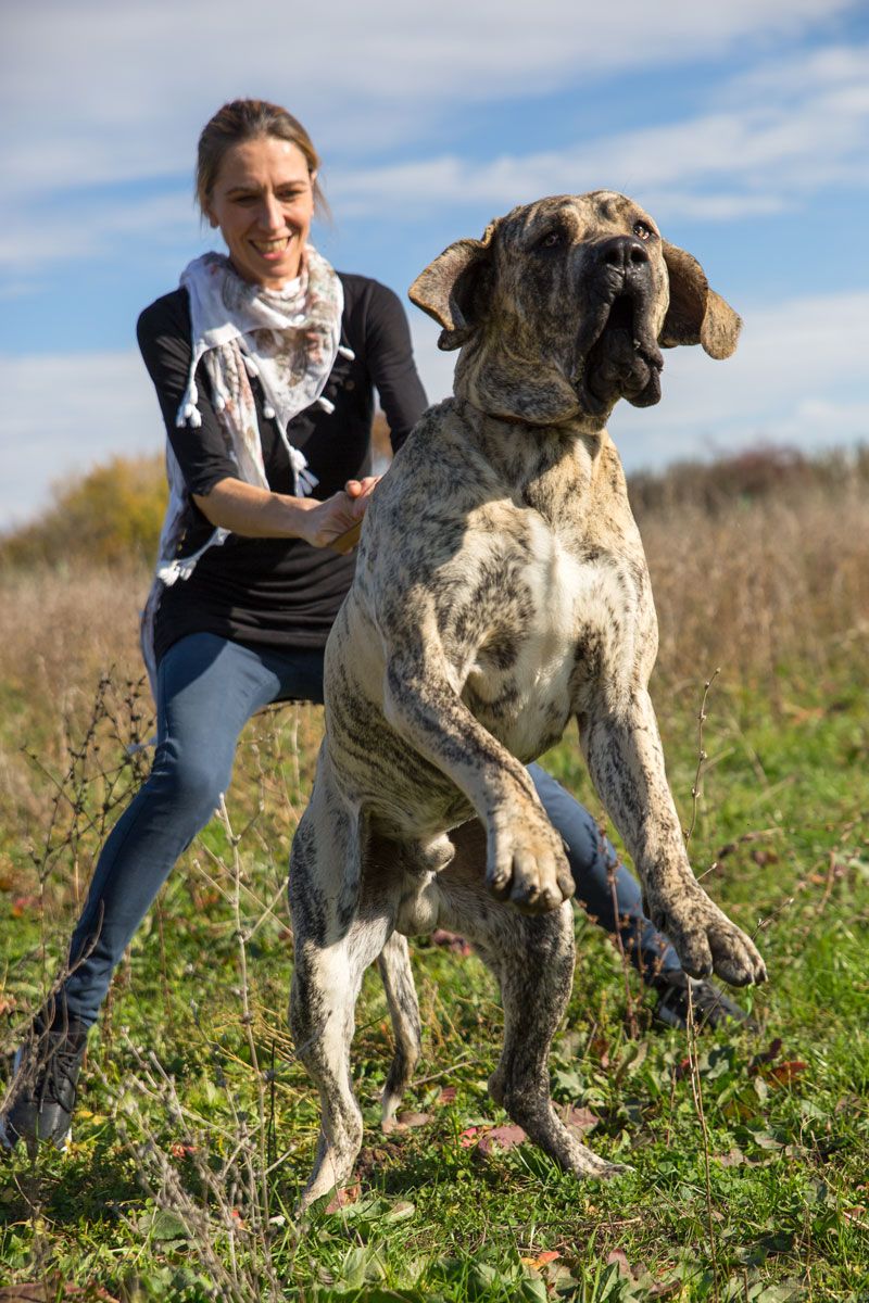 Fila Brasileiro