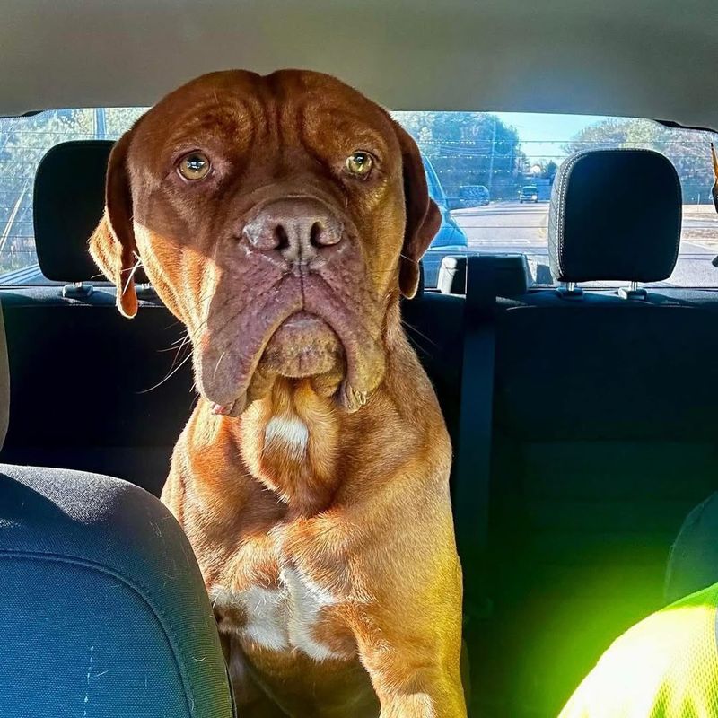 Dogue de Bordeaux