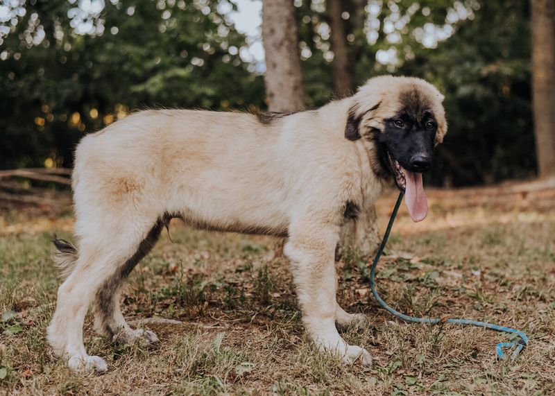 Estrela Mountain Dog