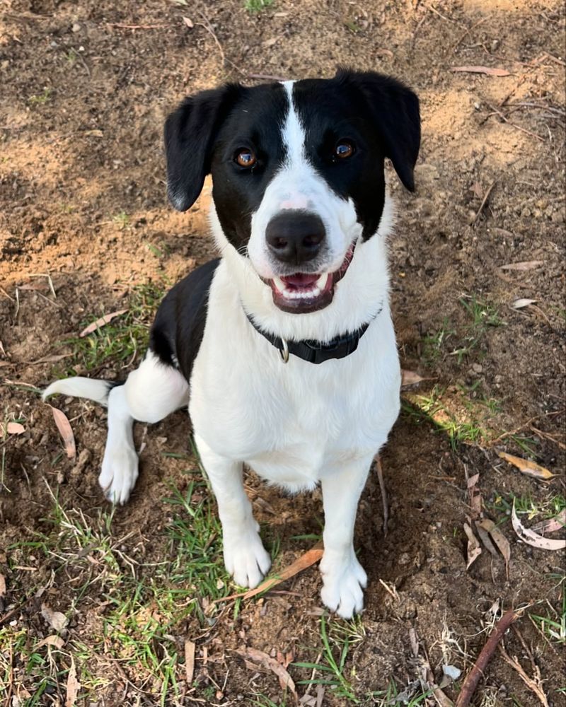 Border Collie