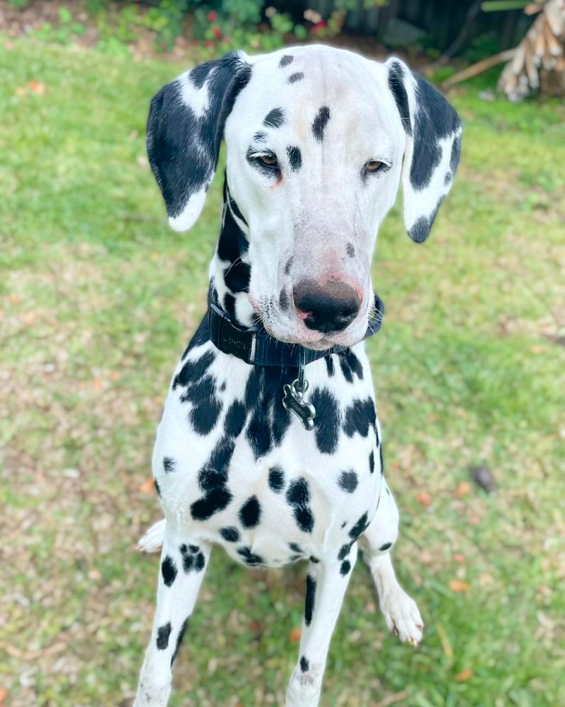 Dalmatian