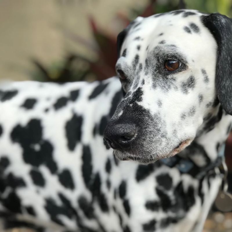 Dalmatian