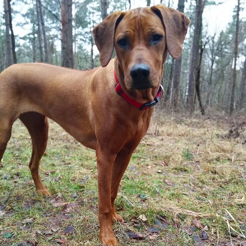 Rhodesian Ridgeback