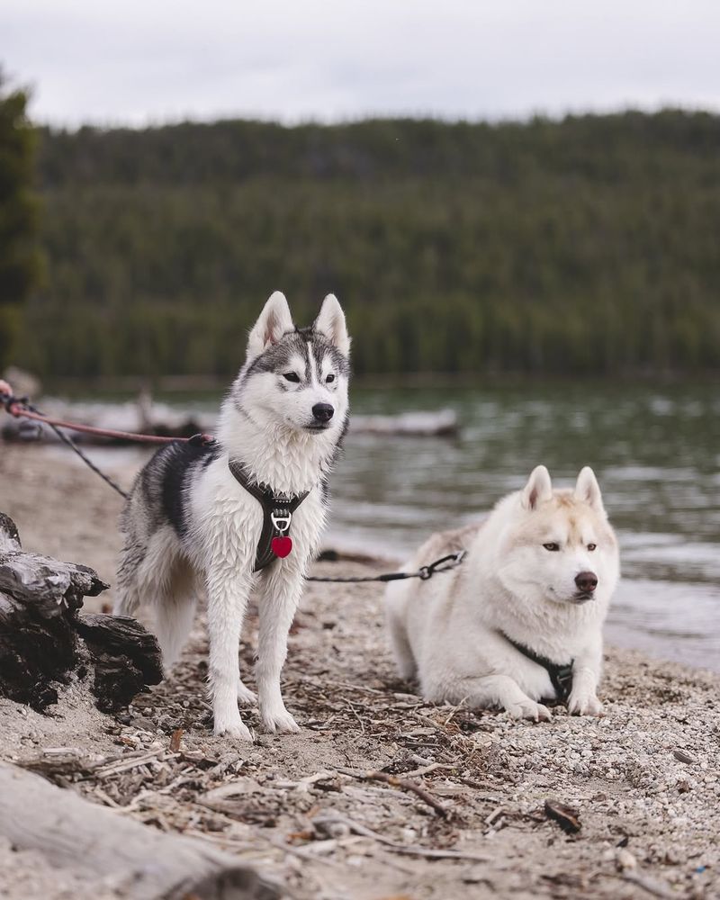 Siberian Husky