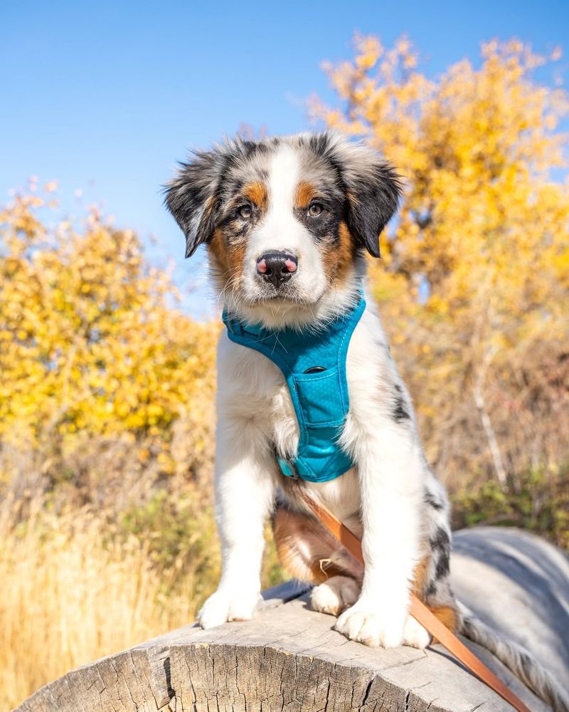 Australian Shepherd