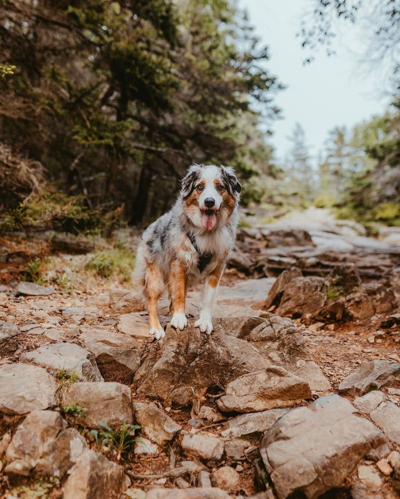 Australian Shepherd