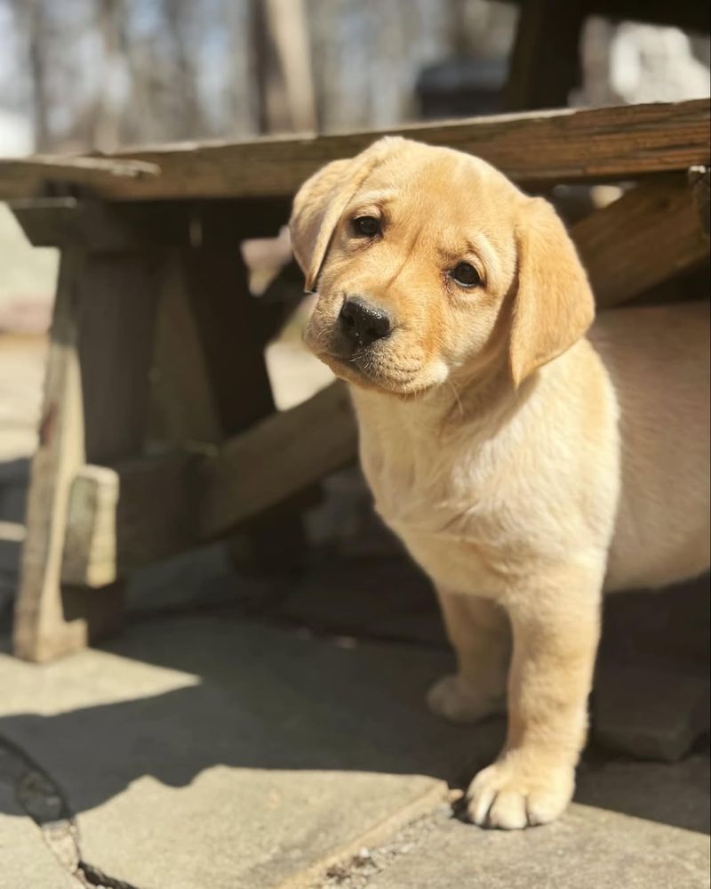 Labrador Retriever