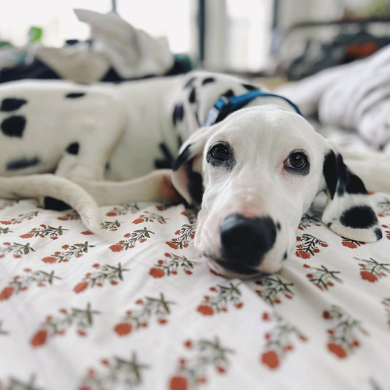 Dalmatian