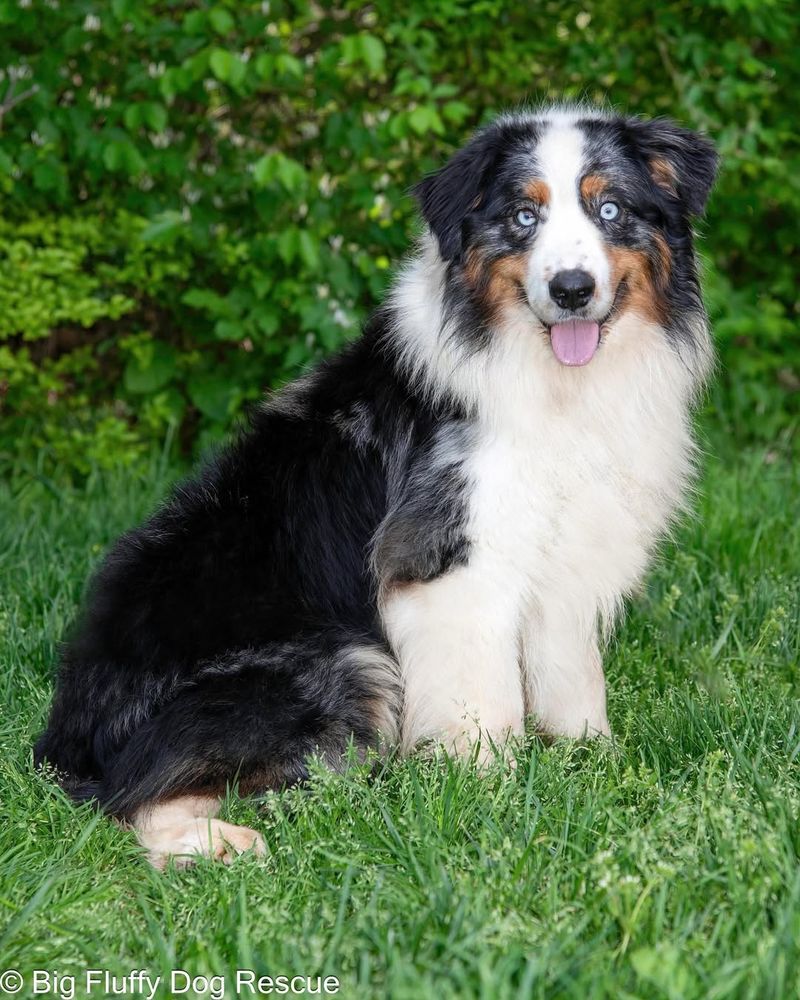 Australian Shepherd