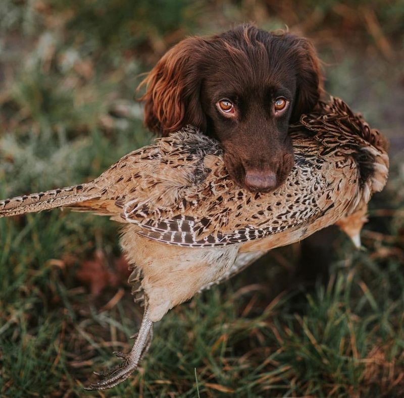 Cocker Spaniel