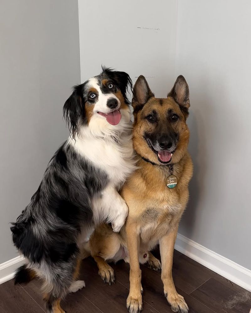 Australian Shepherd