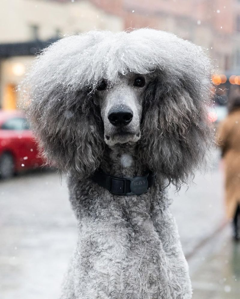 Poodle