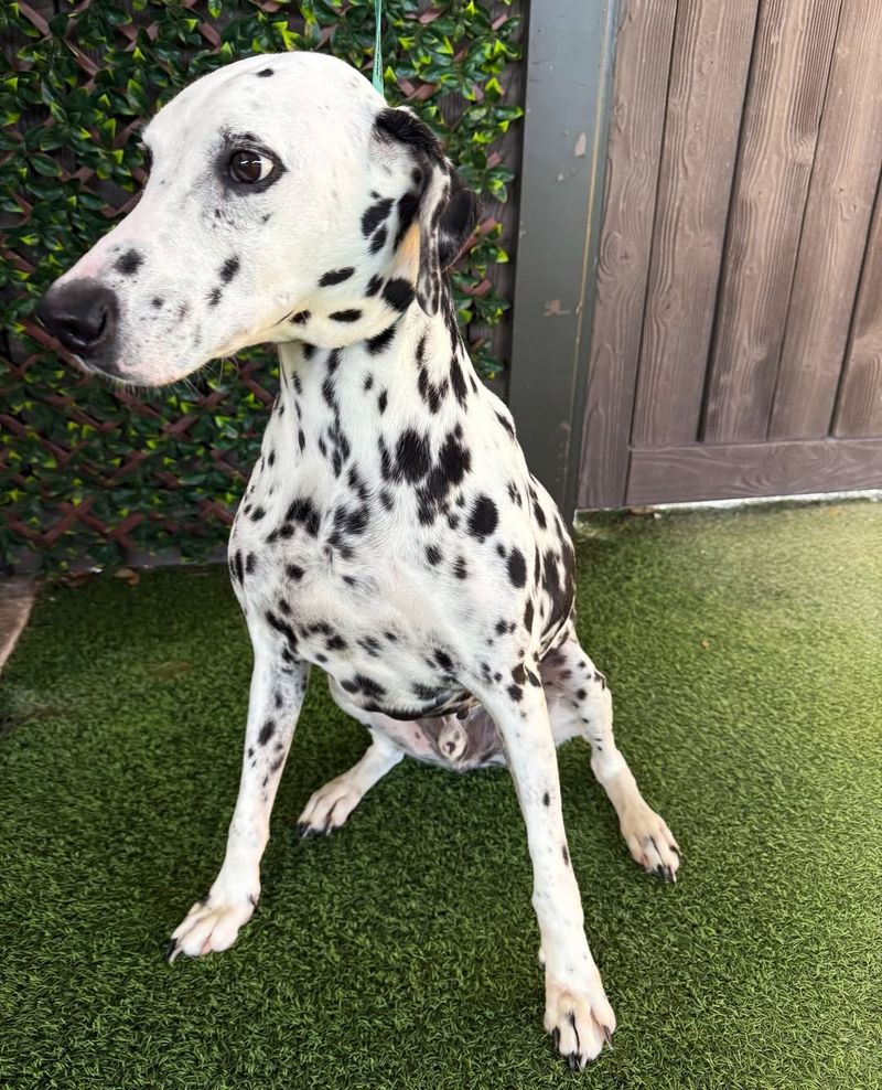 Dalmatian