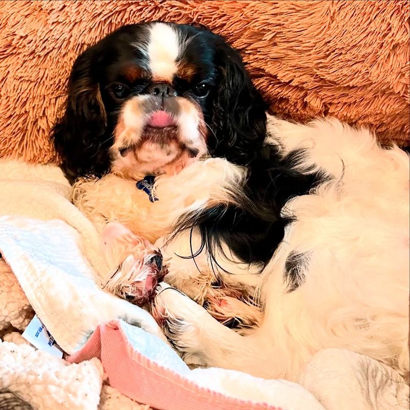 Cavalier King Charles Spaniel