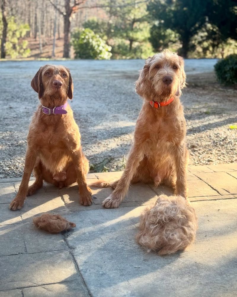 Wirehaired Vizsla