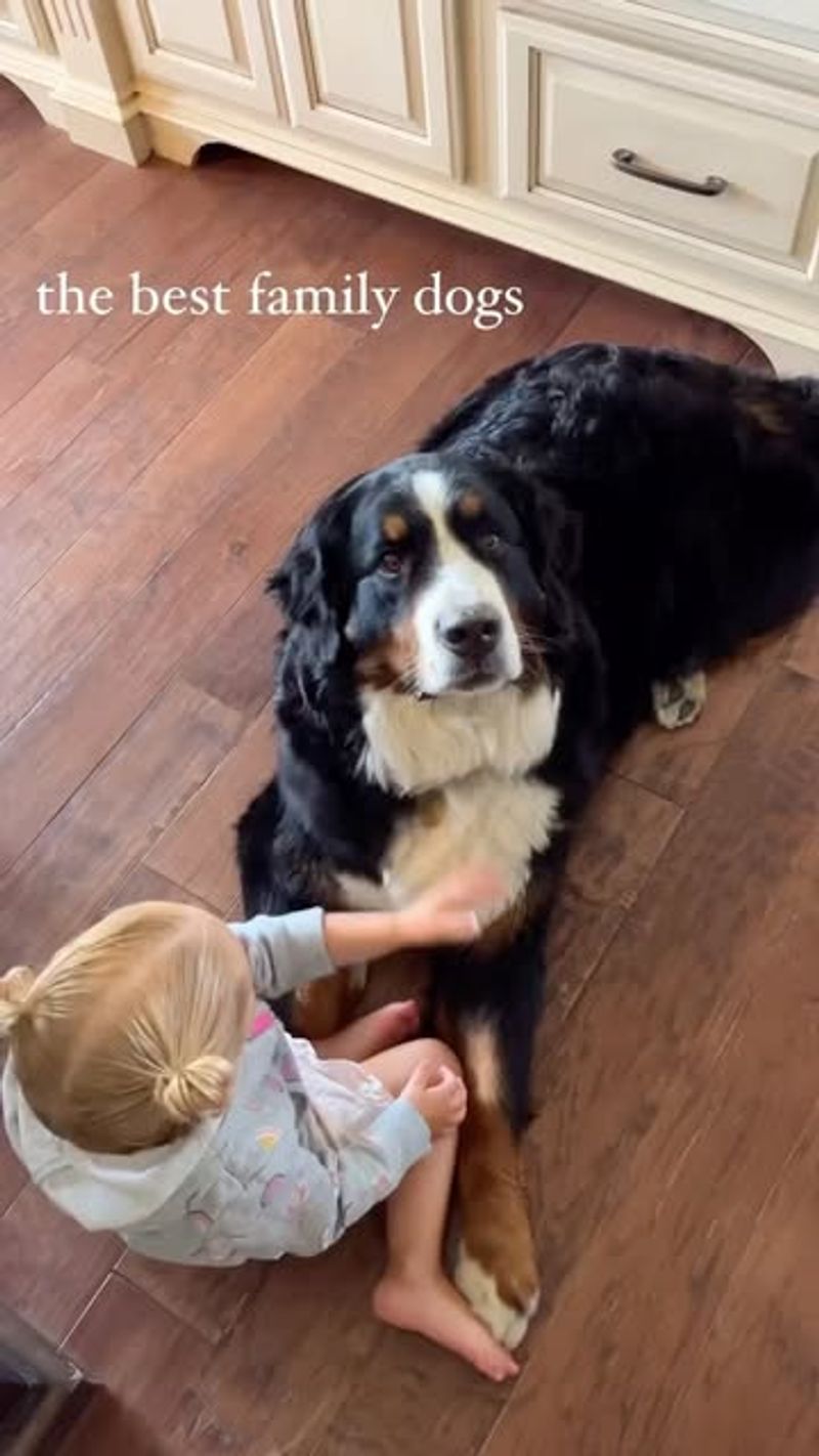 Bernese Mountain Dog