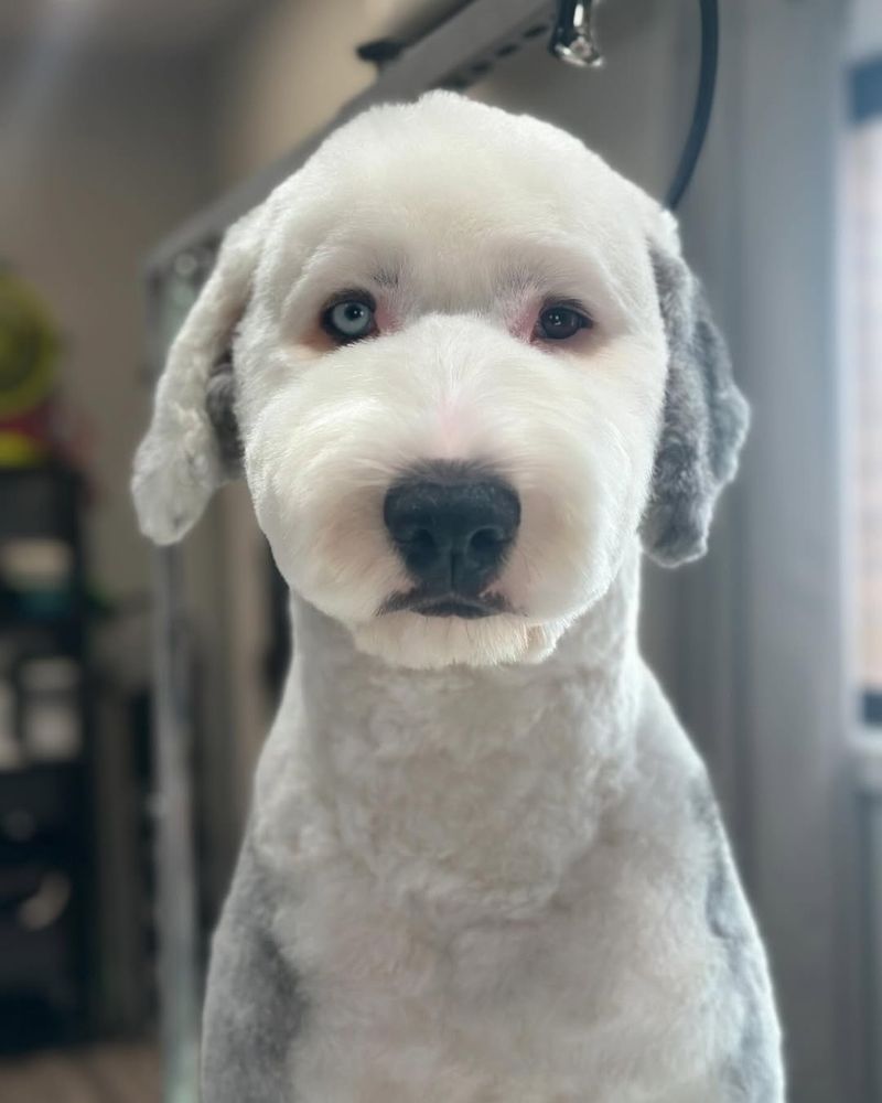 Old English Sheepdog