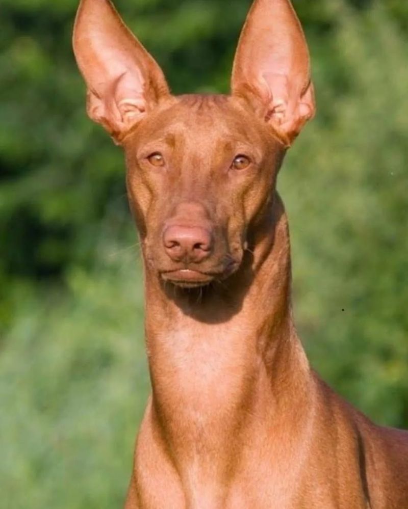 Pharaoh Hound