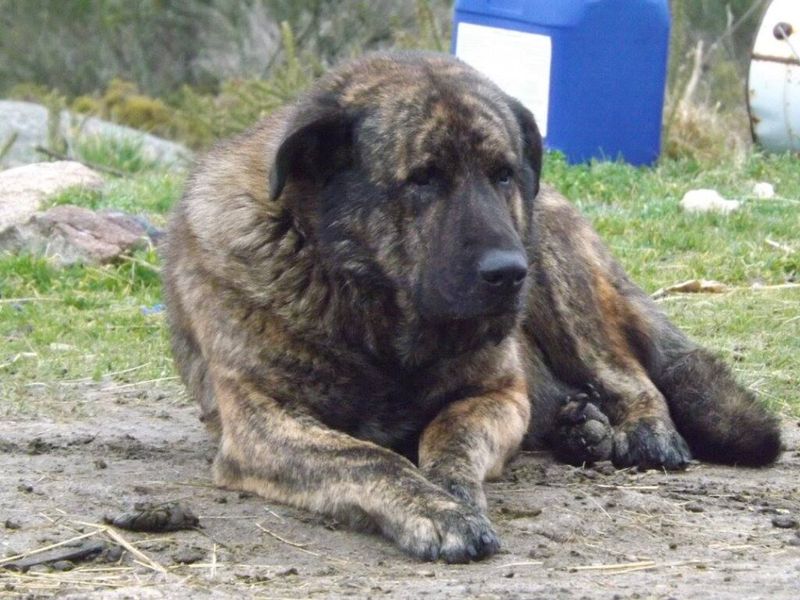 Estrela Mountain Dog