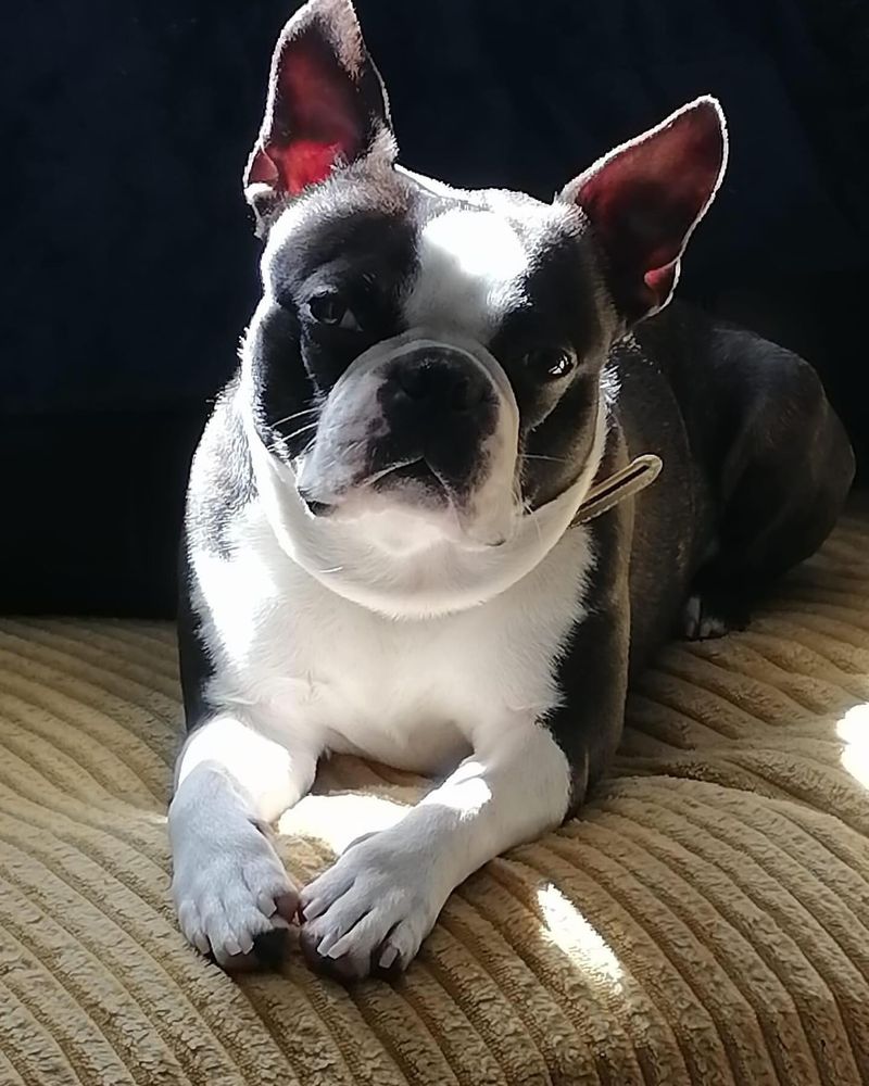 Boston Terrier