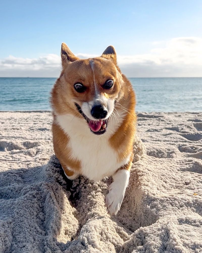 Corgi