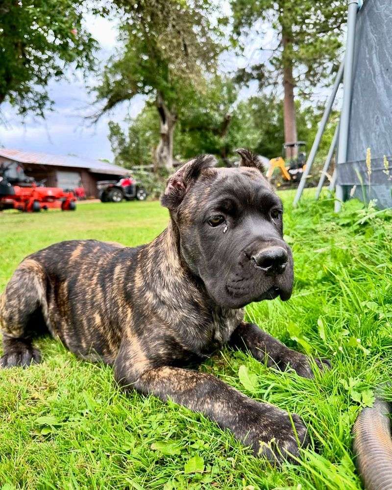 Cane Corso