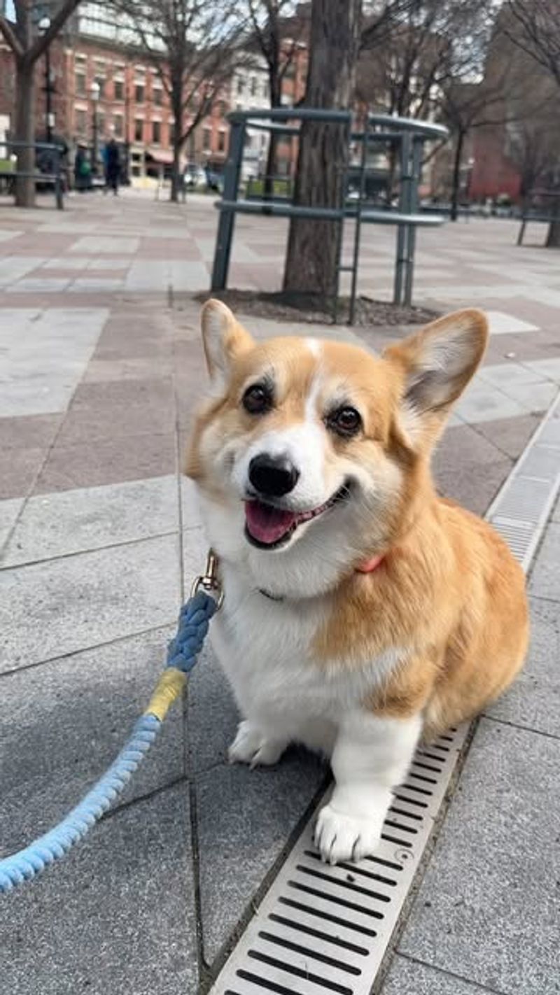 Corgi