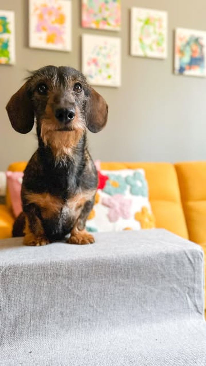 Dachshund