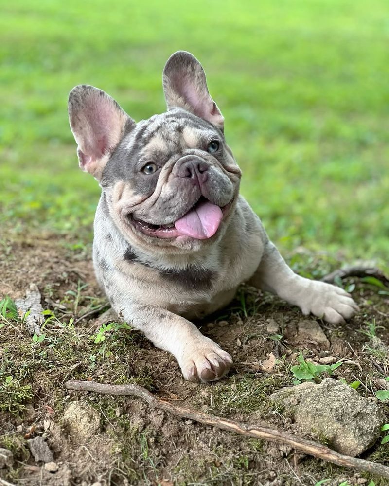 French Bulldog