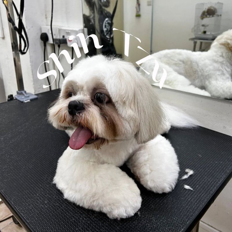 Shih Tzu