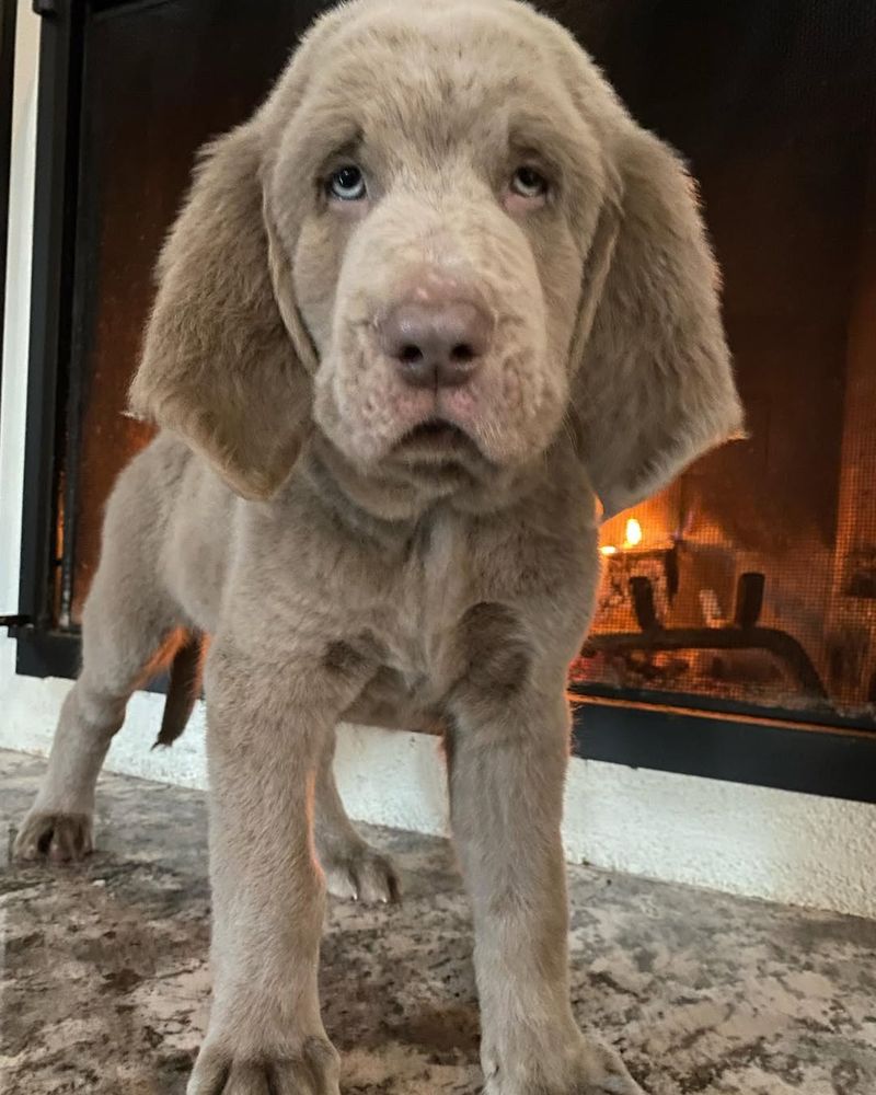 Weimaraner